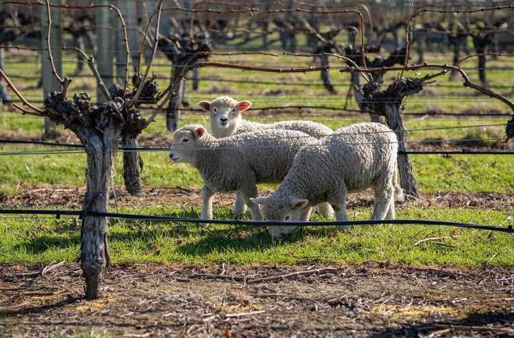 Wine with a Paw-some View: Wineries Enlisting Four-legged Employees