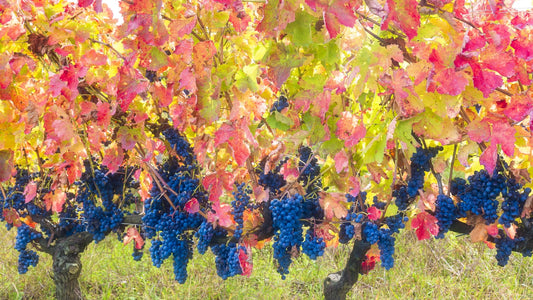 Exploring Wine Varietals: From Aglianico to Zinfandel